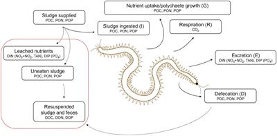 Nutrient upcycling and flows of carbon, nitrogen, and phosphorus in Hediste diversicolor (OF Müller, 1776) (Annelida: Nereididae) fed aquaculture sludge